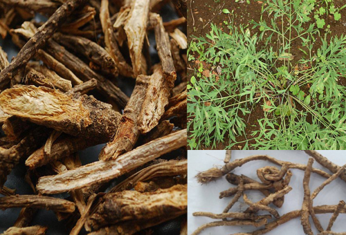 Cây phòng phong và những công dụng tuyệt vời